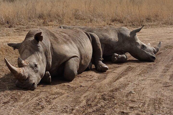Memorable Group-Joining Nairobi Park Safari