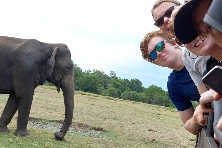 Udawalawe Elephant Safari – Private Wildlife Jeep Experience