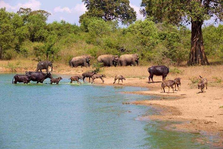 Udawalawe Elephant Safari – Private Wildlife Jeep Experience