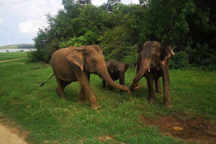 Udawalawe Elephant Safari – Private Wildlife Jeep Experience