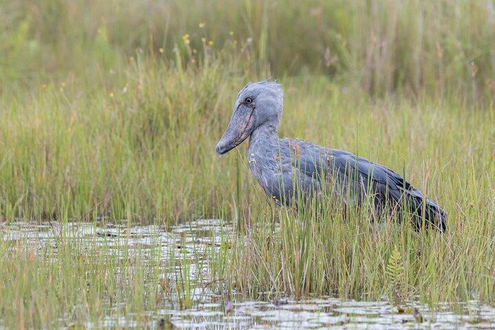 1 Day Best of Mabamba Shoebill Bird Watching Tour in Entebbe