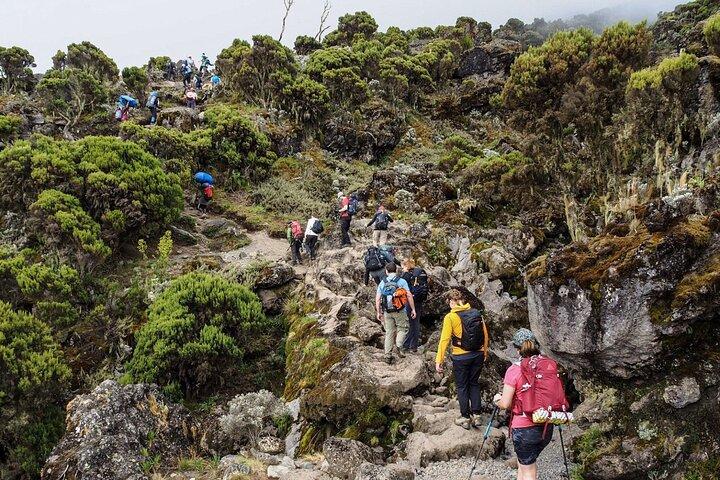 MT Kilimanjaro Day Trip VIA Machame Route