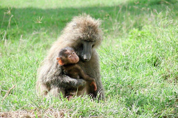 3 Days 2 Nights Serengeti and Ngorongoro Conservation Safari