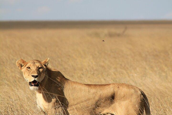 3 Days 2 Nights Serengeti and Ngorongoro Conservation Safari