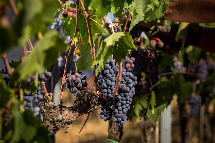 Montepulciano Wine Tasting in the Tuscan Countryside