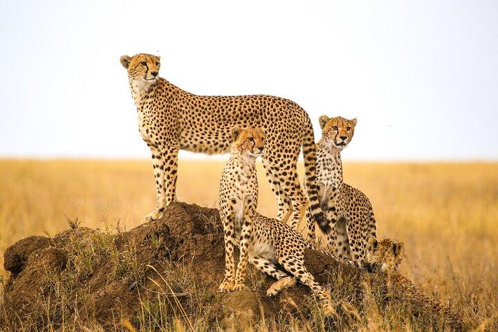 5-Day Safari Tour at Tarangire Serengeti and Ngorongoro Crater
