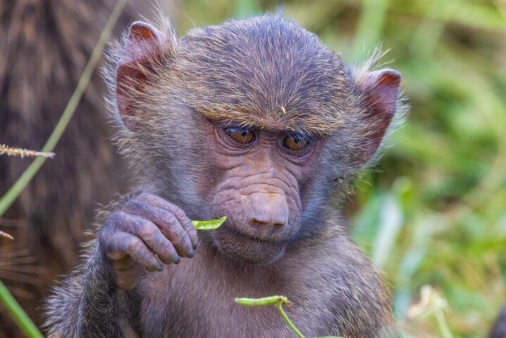 5-Day Safari Tour at Tarangire Serengeti and Ngorongoro Crater