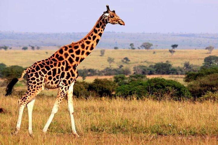 5-Day Safari Tour at Tarangire Serengeti and Ngorongoro Crater