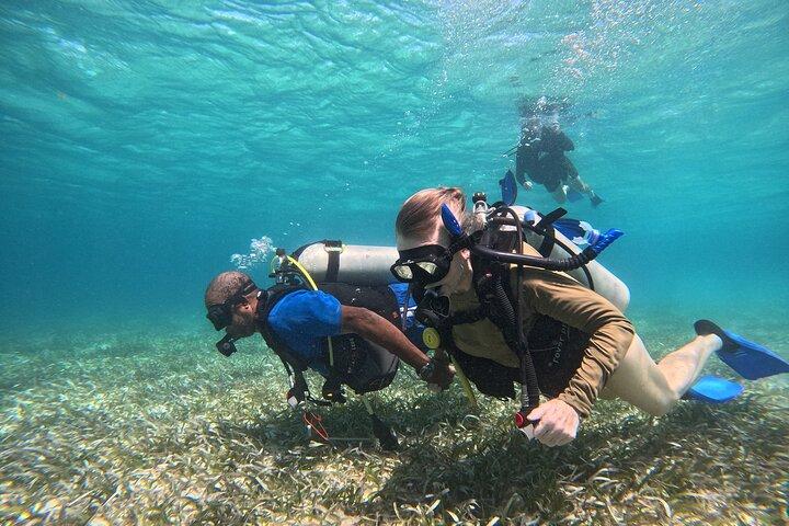 Dive into Ambergris Caye Belize Barrier Reef in Small Group