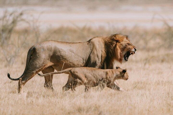 Mikumi Safari Adventure: 2 Days & 1 Night