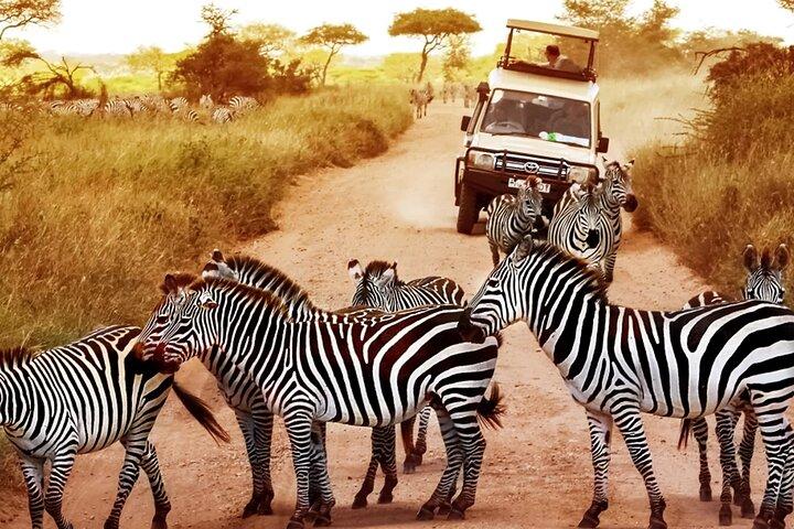 Mikumi Safari Adventure: 2 Days & 1 Night