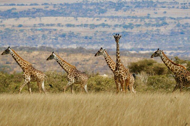 Mikumi Safari Adventure: 2 Days & 1 Night