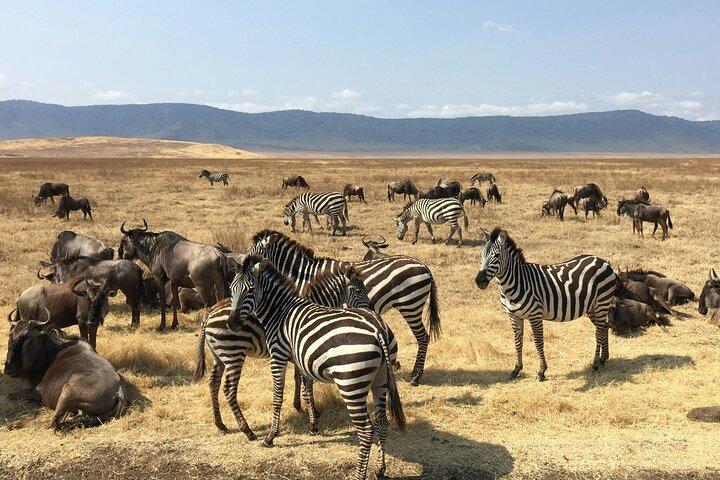Mikumi Safari Adventure: 2 Days & 1 Night