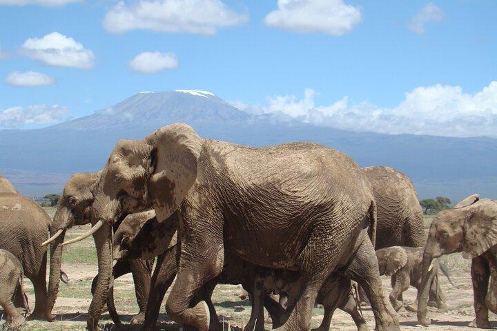 7 Days Nairobi to Mombasa Beach Holiday and Game Drive Safari
