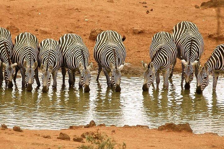 Shared Multi Day Safari in Tsavo National Park