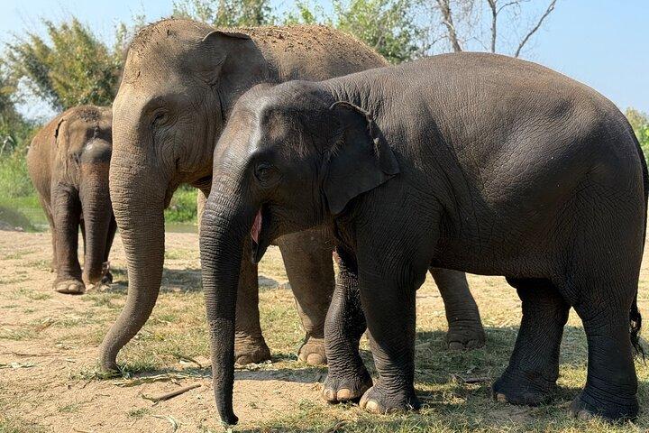 Elephant Sanctuary, Wat Ban Den & Sticky Waterfall