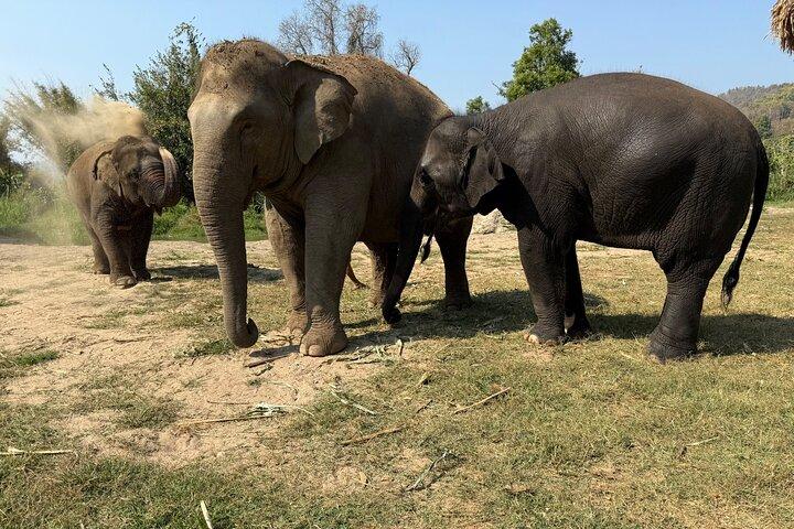 Elephant Sanctuary, Wat Ban Den & Sticky Waterfall