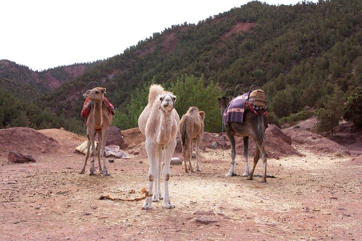 Ourika Valley, Atlas Mountains Day Trip From Marrakech
