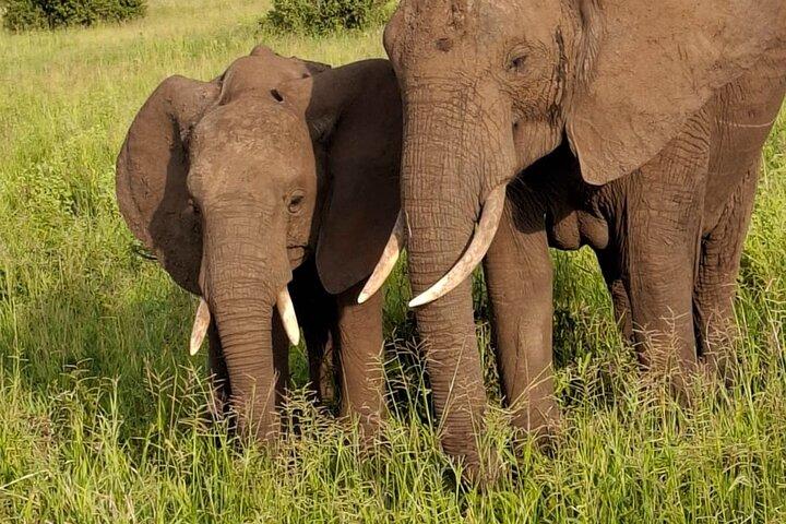 Experience the Midrange Safari in Tanzania