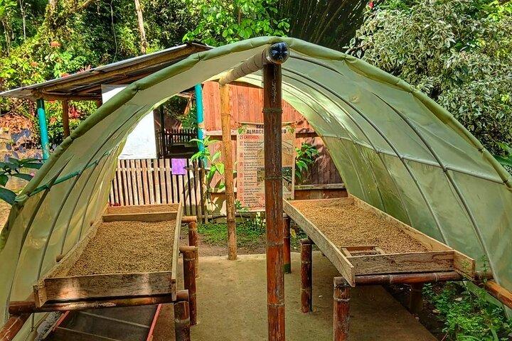 Magic Minca : Waterfalls, Cocoa Workshop and Coffee From Santa Marta