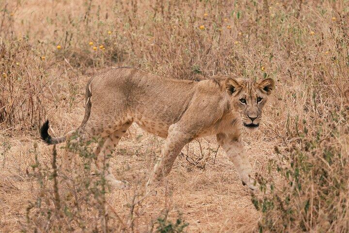 Day Trip Tarangire National Park