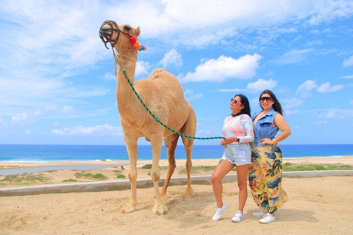 Camel Ride Tour in Los Cabos