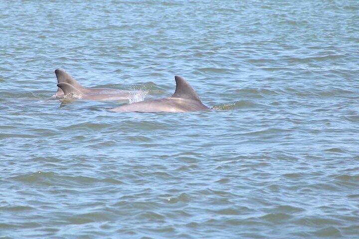Dolphin and Wildlife History Tour