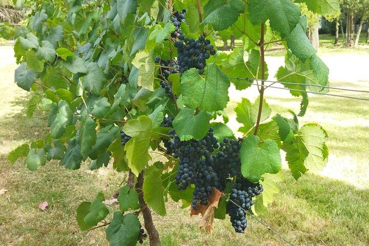 Traditional and award-winning winery tour in Montevideo