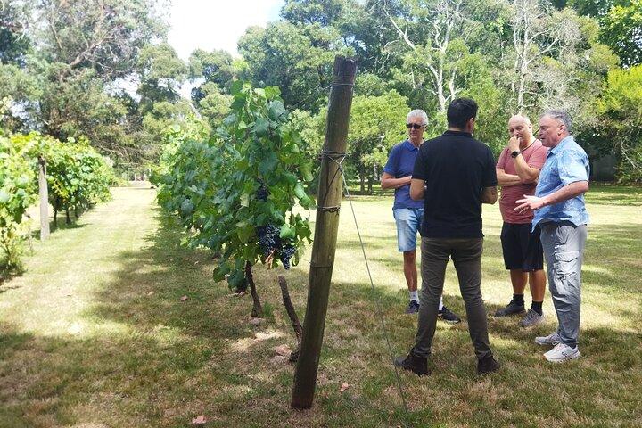 Traditional and award-winning winery tour in Montevideo