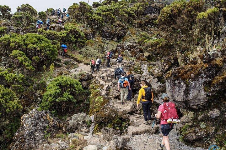 Six Days Mount Kilimanjaro Private Hiking via Machame Route