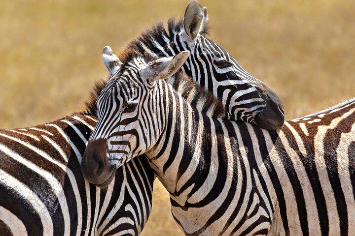Maasai Mara 5 Day Private Tour Experience