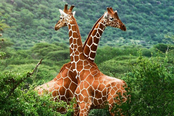 Maasai Mara 5 Day Private Tour Experience