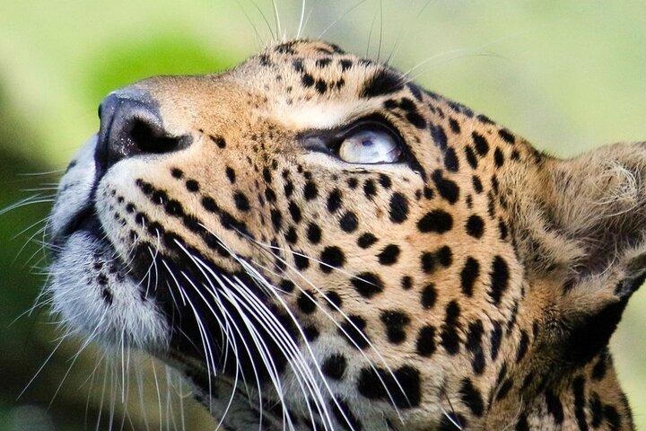 Wilpattu National Park Safari From| Anuradhapura | Negombo