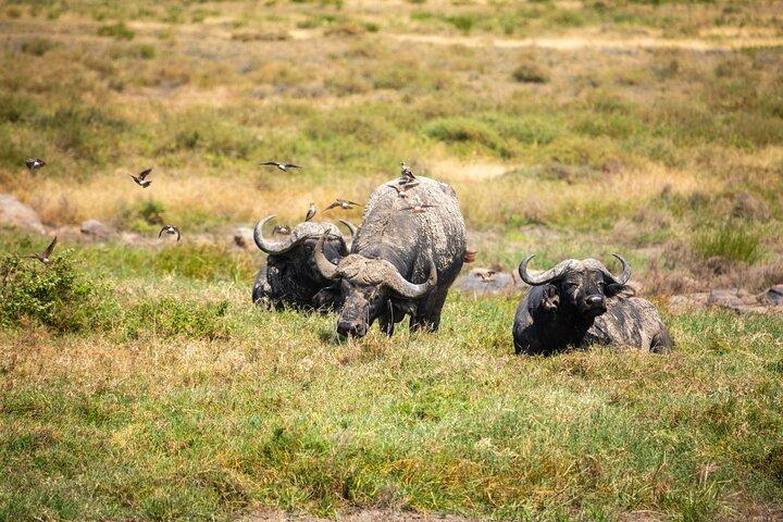 4-Day Tanzania Safari Tour