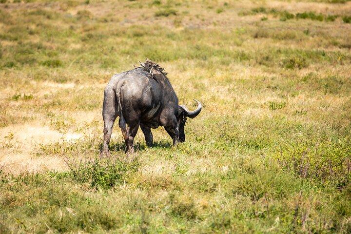 4-Day Tanzania Safari Tour