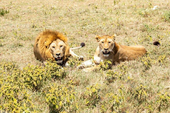 4-Day Tanzania Safari Tour