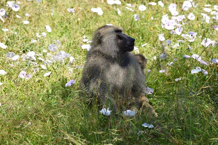 Tarangire National Park Day Trip