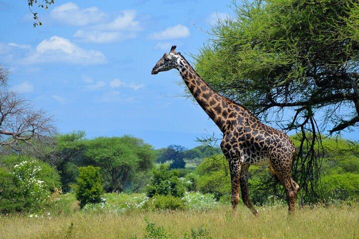 Tarangire National Park Day Trip