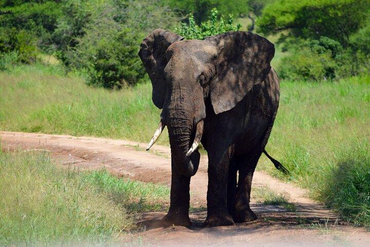 Tarangire National Park Day Trip