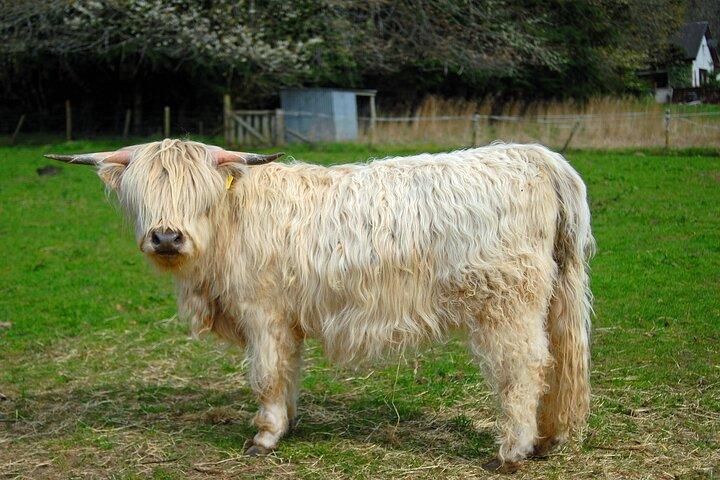 From Edinburgh: Glenfinnan, Highlands and Hairy Coos