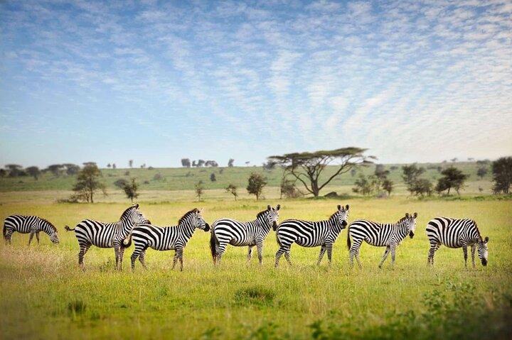 6 Days Luxury Tanzania Lodge Safari