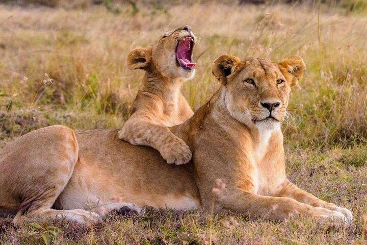 6 Days Luxury Tanzania Lodge Safari