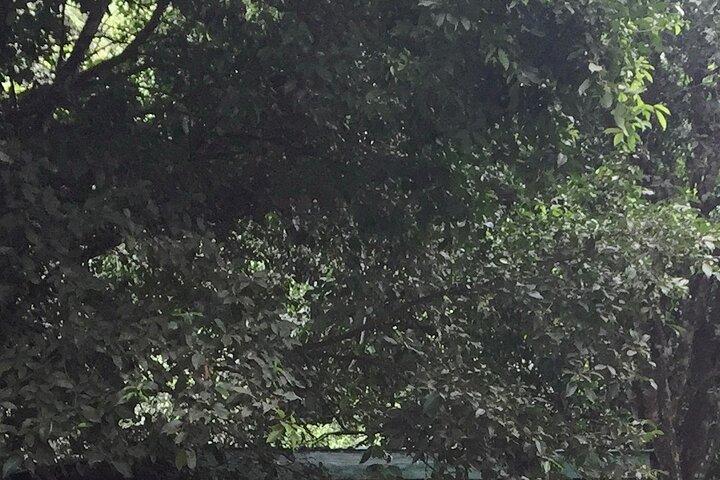 Nairobi Day Tour to Karura Forest