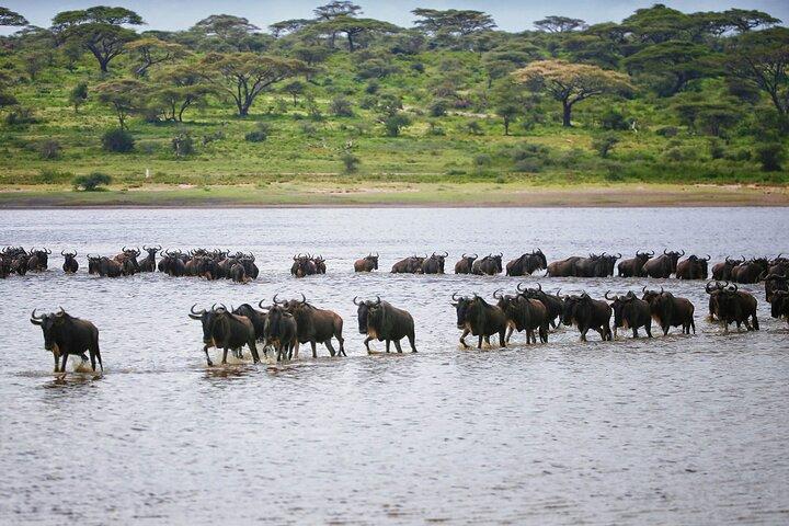 8 days Epic Serengeti Migration Safari Lodging