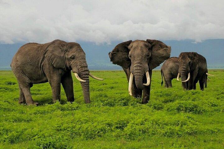 8 days Epic Serengeti Migration Safari Lodging