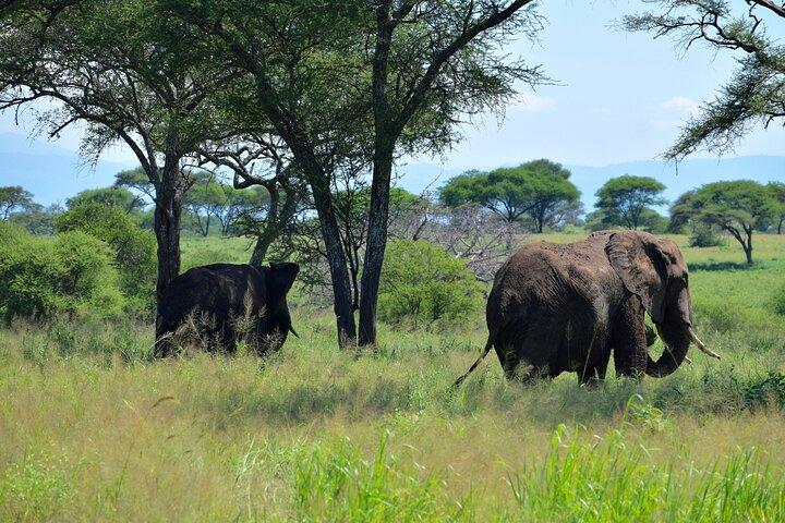 Tarangire National Park And Ngorongoro Crater Overnight Trip