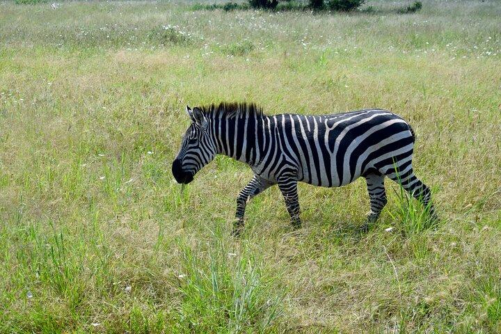 Tarangire National Park And Ngorongoro Crater Overnight Trip