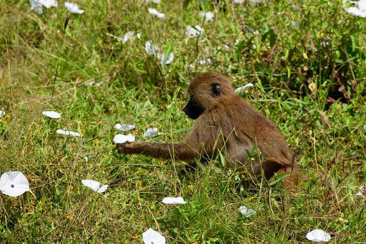 Tarangire National Park And Ngorongoro Crater Overnight Trip