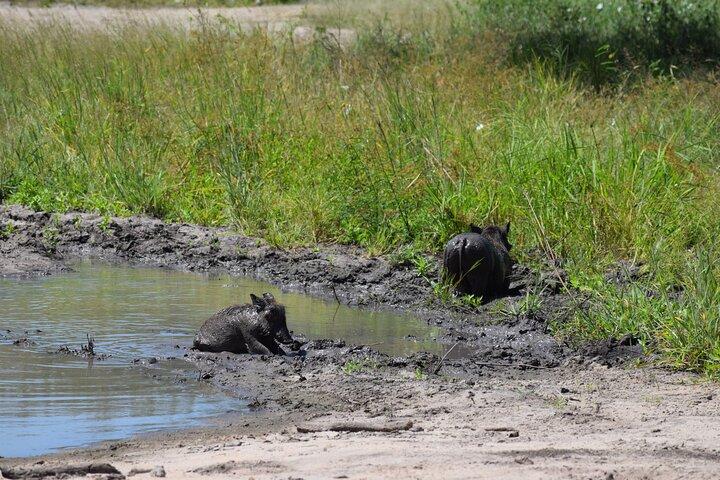 Tarangire National Park And Ngorongoro Crater Overnight Trip