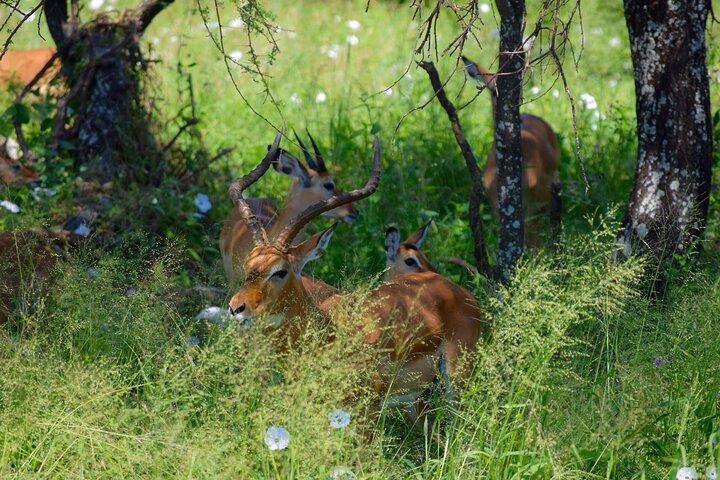 Tarangire National Park And Ngorongoro Crater Overnight Trip